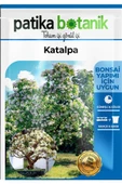10 Adet Katalpa Tohumu thumbnail 2