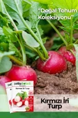 400 Adet Yerli Ata İri Kırmızı Turp Tohumu thumbnail 1