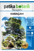20 Adet Karaçam Ağaç Tohumu thumbnail 2