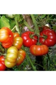 250 Adet Yerli Köy Tipi Domates Tohumu thumbnail 2