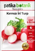 400 Adet Yerli Ata İri Kırmızı Turp Tohumu thumbnail 2