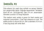YERLİ DOĞAL PIRASA İNEGÖL 200 ADET TOHUM - 2