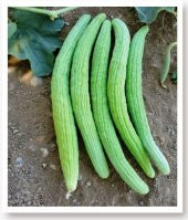 ATA TOHUMU YERLİ ACUR KÖY TİPİ 100 ADET TOHUM thumbnail 1