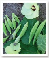 ATA TOHUMU YERLİ BAMYA 100 ADET TOHUM thumbnail 1