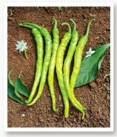 ATA TOHUMU YÖRESEL SİVRİ BİBER ACI ILICA 1000 ADET TOHUM thumbnail 1