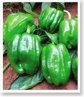 ATA TOHUMU YÖRESEL ACI DOLMA BİBER ANTEP 1000 ADET TOHUM thumbnail 1