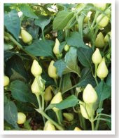 ATA TOHUMU YERLİ BADEM BİBERİ 1000 ADET TOHUM thumbnail 1