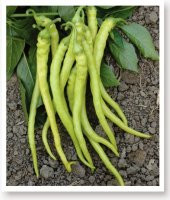 ATA TOHUMU SİVRİ BİBER YALOVA ÇORBACI 1000 ADET TOHUM thumbnail 1