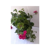 Çingene Pembesi Sakız Sardunya Fidesi 10-20 cm thumbnail 2