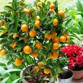 ÇOK VERİMLİ 3 YAŞ TÜPLÜ FUKUSHİ (Mandalina) KAMKAT YAŞ 3 BOY 120-150 CM - 1