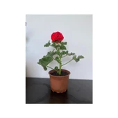 Kırmızı Sardunya Çiçeği Fidesi 10-20 cm thumbnail 1