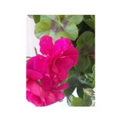 Çingene Pembesi Sakız Sardunya Fidesi 10-20 cm thumbnail 1