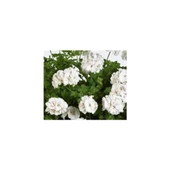 Duru Beyaz Sardunya Çiçeği Fidesi 10-20 cm thumbnail 2