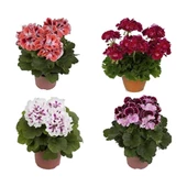 Sardunya Çiçeği Fidesi 10-20 cm 3 Adet thumbnail 1