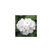 Kuğu Beyaz Sardunya Çiçeği Fidesi 10-20 cm thumbnail 2