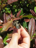 Trend Sarmal Model Antik Ayarlanabilir Kadın Yüzük euy1250 thumbnail 3