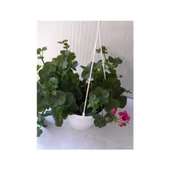 Çingene Pembesi Sakız Sardunya Fidesi 10-20 cm thumbnail 3