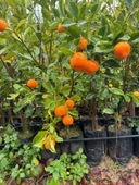 ÇOK VERİMLİ 3 YAŞ TÜPLÜ FUKUSHİ (Mandalina) KAMKAT YAŞ 3 BOY 120-150 CM - 2