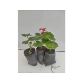 Sardunya Çiçeği Fidesi 10-20 cm 3 Adet thumbnail 2