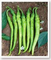 ATA TOHUMU TATLI SİVRİ ÇETİNEL BİBER 1000 ADET TOHUM - 1