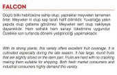 ATA TOHUMU YERLİ SOFRALIK DOMATES 1000 ADET TOHUM - 2
