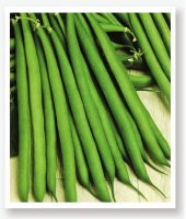 ATA TOHUMU YERLİ OTURAK YEŞİL FASULYE 50 TOHUM thumbnail 1