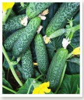 MİTOFARM ASİL F1 HYBRİT KORNİŞON HIYAR TOHUMU 100 ADET - 1