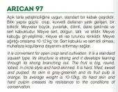ATA TOHUMU YERLİ BALKABAĞI 10 ADET TOHUM - 2