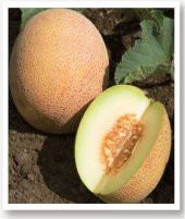 ATA TOHUMU YERLİ KAVUN TOHUMU ANANAS 100 ADET TOHUM - 1