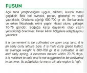 ATA TOHUMU YERLİ MARUL FUSUN 1000 ADET TOHUM - 2