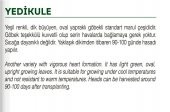 ATA TOHUMU MARUL YEDIKULE 1000 ADET TOHUM - 2