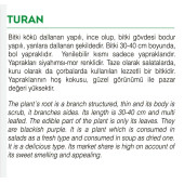 ATA TOHUMU YERLİ REYHAN TURAN 1000 ADET TOHUM - 2