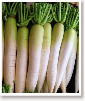 DOĞAL BEYAZ UZUN TURP MİNO EARLY 500 ADET TOHUM thumbnail 1