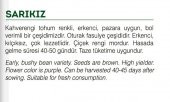 ATA TOHUMU YERLİ 40 GÜNLÜK FASULYE SARIKIZ 50 ADET TOHUM - 2
