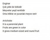 ATA TOHUMU YERLİ ENGİNAR TOHUMU 20 ADET TOHUM - 2