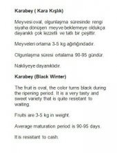 ATA TOHUMU YERLİ KAVUN KARABEY 100 ADET TOHUM - 2
