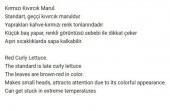 ATA TOHUMU YERLİ KIRMIZI MARUL 1000 ADET TOHUM - 2