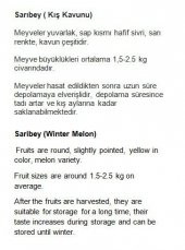 ATA TOHUMU YERLİ KAVUN SARIBEY 100 ADET TOHUM - 2