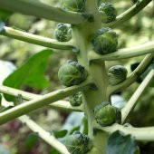 YERLİ BRÜKSEL LAHANASI TOHUMU 180 ADET thumbnail 3