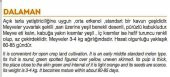 ATA TOHUMU YERLİ KAVUN DALAMAN 100 ADET TOHUM - 2