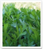 KARIŞIK YEŞİLLİK SEBZE SETİ TOHUMLARI 6 ÇEŞİT SEBZE BİNER ADET thumbnail 5