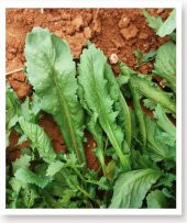 KARIŞIK YEŞİLLİK SEBZE SETİ TOHUMLARI 6 ÇEŞİT SEBZE BİNER ADET thumbnail 7