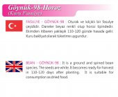 ATA TOHUMU YERLİ KURU FASULYE HOROZ 50 AD TOHUM - 2