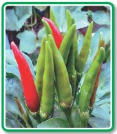 ATA TOHUMU YERLİ DOĞAL SÜSLÜ BİBERİ 500 ADET TOHUM thumbnail 1