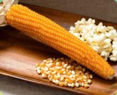 PATLAK MISIR POPCORN CİN MISIR TOHUMU 50 ADET TOHUM - 1