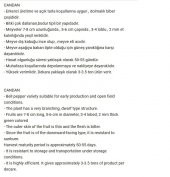 ATA TOHUMU YERLİ HATAY ACI DOLMA BİBERİ 500 ADET TOHUM thumbnail 2