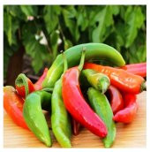 ATA TOHUMU YERLİ ÇOK ACI HATAY BİBERİ 500 AD TOHUM thumbnail 1