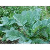 ATA TOHUMU YÖRESEL KARA LAHANA (Karadeniz Lahanası, Yaprak Lahana) 500 ADET TOHUM - 3
