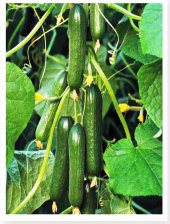 PUGAR-F1 HİBRİT ASMA HIYAR TOHUMU 10 ADET - 1