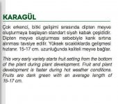 ATA TOHUMU YERLİ DOĞAL KABAK TOHUMU KARAGÜL 20 ADET TOHUM thumbnail 2